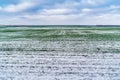 Snow-covered field with green shoots of winter cereals