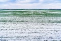 Snow-covered field with green shoots of winter cereals