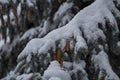 Snow covered fir branch, winter in a city park Royalty Free Stock Photo