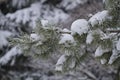 Snow covered fir branch, winter Royalty Free Stock Photo