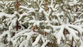 Snow-covered fir branches. A fabulous winter forest on the eve of Christmas. Royalty Free Stock Photo