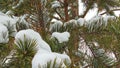 Snow-covered fir branches. A fabulous winter forest on the eve of Christmas. Royalty Free Stock Photo