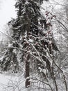 Snow-covered fir tree and apple tree. Snow covered the fruit tree. Red small apples on a tree Royalty Free Stock Photo