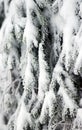 Snow covered fir tree, close-up