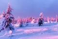 Snow-covered fir trees in bloody sunset