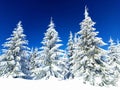 Snow-covered fir trees in the forest in winter Royalty Free Stock Photo