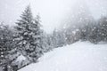 snow covered fir trees in heavy snowfall - Christmas background Royalty Free Stock Photo