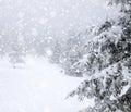 snow covered fir trees in heavy snowfall - Christmas background Royalty Free Stock Photo