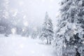 snow covered fir trees in heavy snowfall - Christmas background