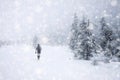 snow covered fir trees in heavy snowfall - Christmas background Royalty Free Stock Photo