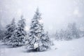 snow covered fir trees in heavy snowfall - Christmas background Royalty Free Stock Photo