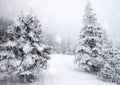 snow covered fir trees in heavy snowfall - Christmas background Royalty Free Stock Photo