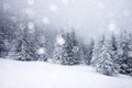 snow covered fir trees in heavy snowfall - Christmas background Royalty Free Stock Photo