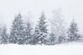 Snow covered fir trees during a heavy snowfall in Estonian boreal forest, Northern Europe