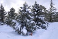 Fir trees in winter forest and two teddy bears Royalty Free Stock Photo