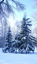 Snow-covered fir-trees on a winter glade