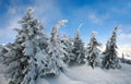 Snow covered fir trees in winter mountains on blue sky Royalty Free Stock Photo