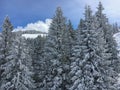 Snow covered firs Royalty Free Stock Photo