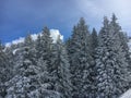 Snow covered firs Royalty Free Stock Photo