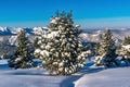 Snow-covered firs in the mountains of Khamar-Daban