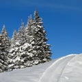 Snow covered firs and ski slope Royalty Free Stock Photo