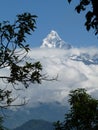 Snow-covered Fishtail mountain, Annapurna range, Nepal, framed by branches. Royalty Free Stock Photo