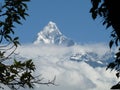 Snow-covered Fishtail mountain, Annapurna range, Nepal, framed by branches. Royalty Free Stock Photo