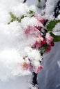 Snow covered flowers Royalty Free Stock Photo