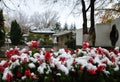 Snow-covered flowers Royalty Free Stock Photo