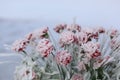 Snow-covered flowers Royalty Free Stock Photo