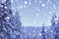 Snow-covered fluffy fir trees, spruce in snow, beautiful winter landscape, concept holiday in lapland, winter sports, clean frosty