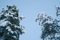 Snow-covered fluffy fir trees, spruce in snow, beautiful winter landscape, concept holiday in lapland, winter sports, clean frosty