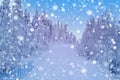 Snow-covered fluffy fir trees, spruce in snow, beautiful winter landscape, concept holiday in lapland, winter sports, clean frosty