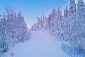 Snow-covered fluffy fir trees, spruce in snow, beautiful winter landscape, concept holiday in lapland, winter sports, clean frosty