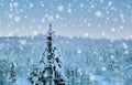 Snow-covered fluffy fir trees, spruce in snow, beautiful winter landscape, concept holiday in lapland, winter sports, clean frosty