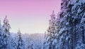 Snow-covered fluffy fir trees, spruce in snow in lapland, winter forest, mountains, beautiful landscape, winter sports, clean