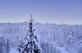 Snow-covered fluffy fir trees, spruce in snow in lapland, winter forest, mountains, beautiful landscape, winter sports, clean