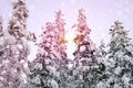 Snow-covered fluffy fir trees, spruce in snow, beautiful winter landscape, concept holiday in lapland, winter sports, clean frosty