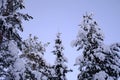 snow-covered fluffy fir trees, spruce in snow in lapland, winter forest, mountains, beautiful landscape, winter sports, clean