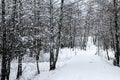 Snow covered foot path through a winter forest. Vosges  France Royalty Free Stock Photo