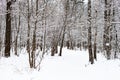 snow-covered footpath in snowy forest in winter Royalty Free Stock Photo