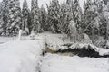 Snow covered forest background. Tall coniferous trees: pines, firs in woods stand under deep thick layer of snow in winter. Royalty Free Stock Photo