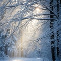 Branches heavily laden with snow, illuminated by soft sunlight filte Royalty Free Stock Photo