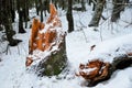 Snow-covered forest with broken tree stump in winter wilderness Royalty Free Stock Photo