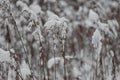 Snow-covered forest bush branch covered with a thick layer of snow.