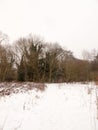 Snow covered forest floor bare branches trees winter outside