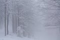 The snow-covered forest on a foggy winter day in the Silesian Beskids, Poland