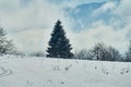 Snow-covered forest, in the foreground a snowy glade, in the middle plan - a huge fir tree, against the background - a blue sky. L