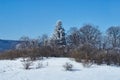 Snow-covered forest, in the foreground a snowy glade, in the middle plan - a huge fir tree, against the background - a blue sky. L Royalty Free Stock Photo