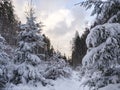 Snow covered forest landscape with snowy fir and spruce trees, branches, idyllic winter landscape in golden hour sun Royalty Free Stock Photo